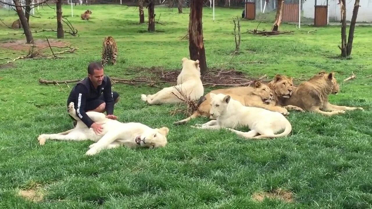 Амурский тигр и человек. Спасите тигров. Опергруппа амурский тигр. Тигрица пришла к людям. Тигр спас человека.