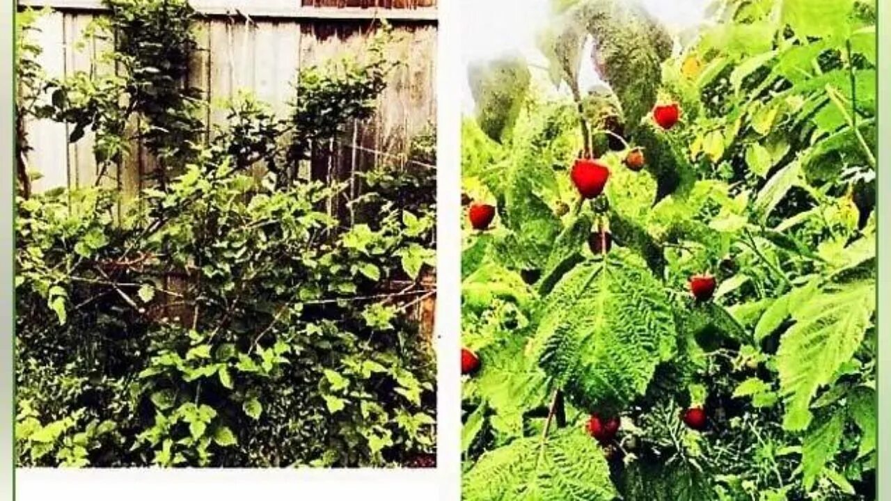 Сколько кустов смородины. Ежемалина изгородь. В саду росло 6 кустов красной смородины. Куст смородины в школьном саду. В саду 15 кустов малины кустов крыжовника на 3 меньше чем малины.