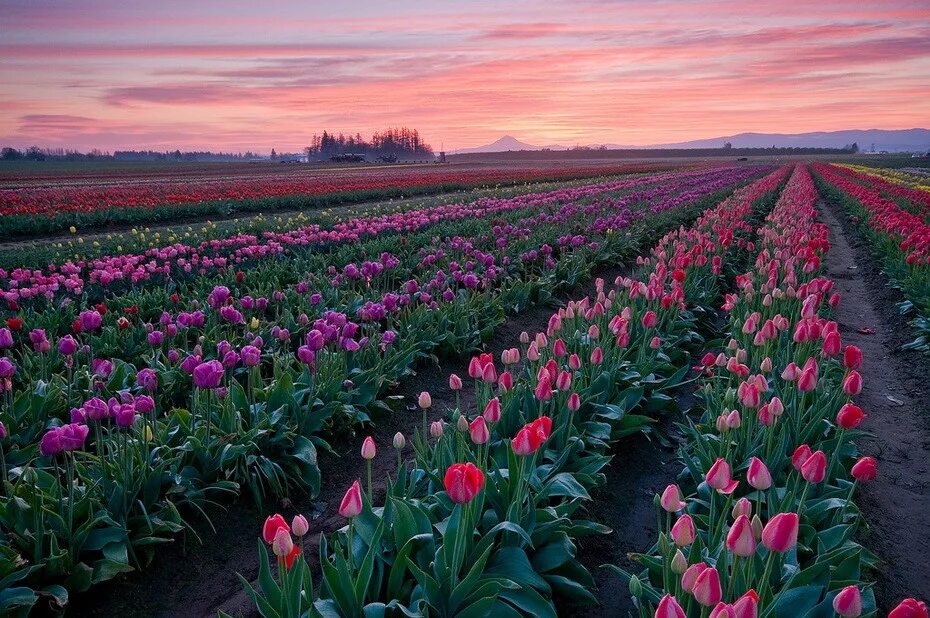 Где находится тюльпановое поле. Тюльпановые поля в Голландии. Тюльпановые плантации в Голландии. Амстердам тюльпановые поля.