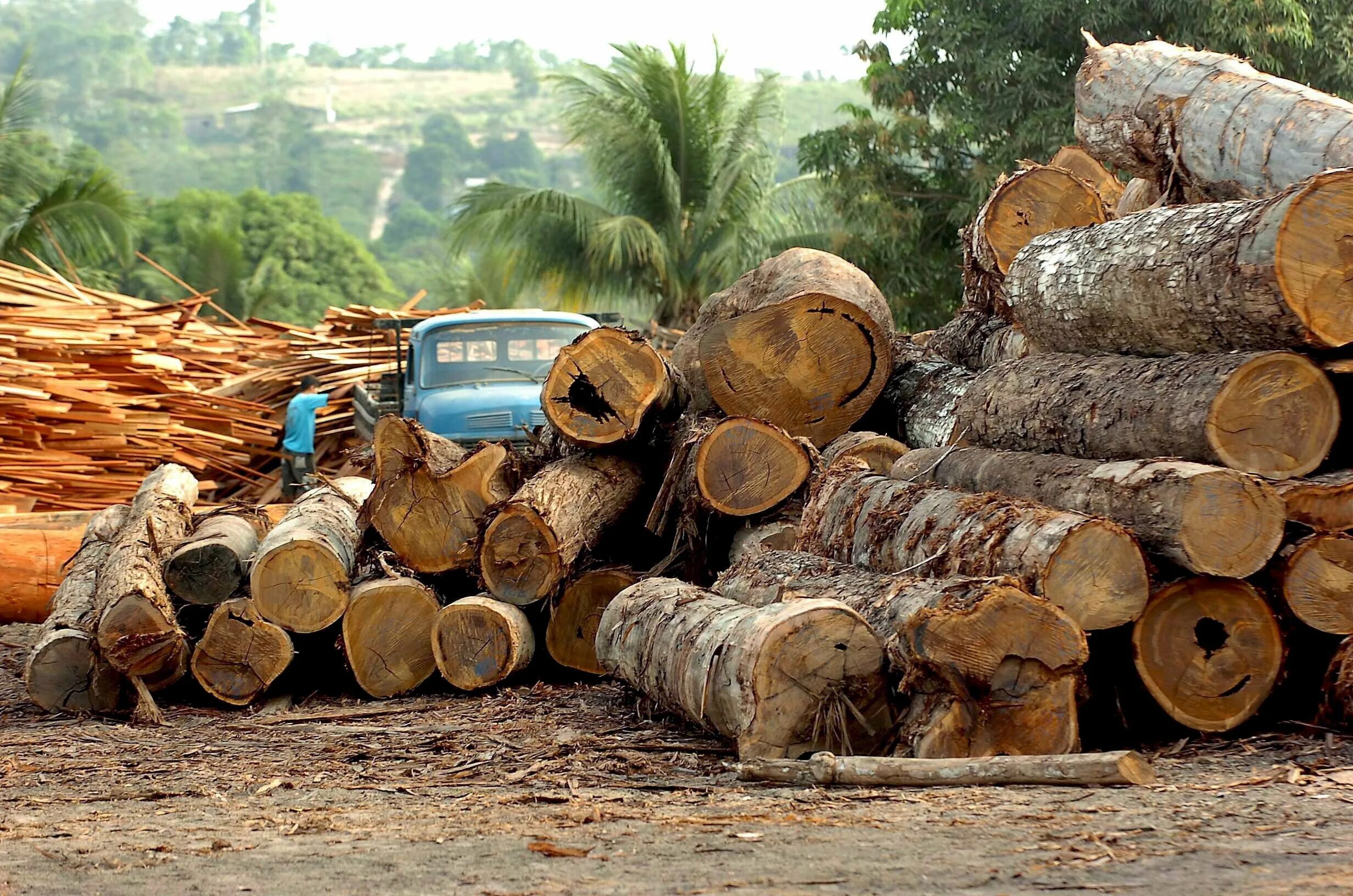 Долина Мехико обезлесение. Вырубка лесов. Экология древесина. Вырубка тропических лесов.