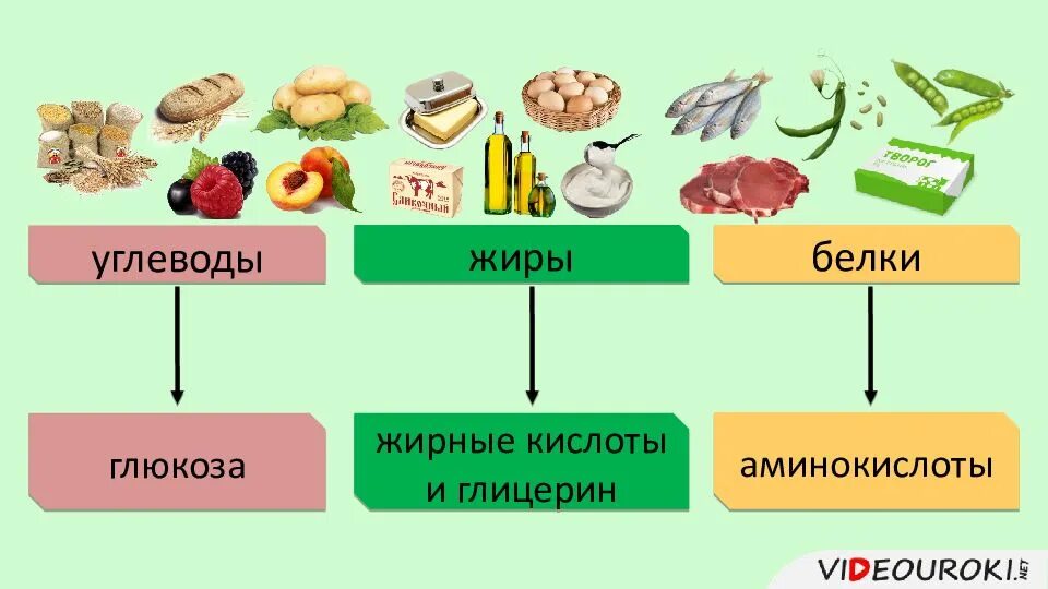 Также белки и жиры. Белки жиры углеводы пищеварительная система. Жиры и углеводы. Белок жиры и углеводы. Схема белки жиры углеводы.