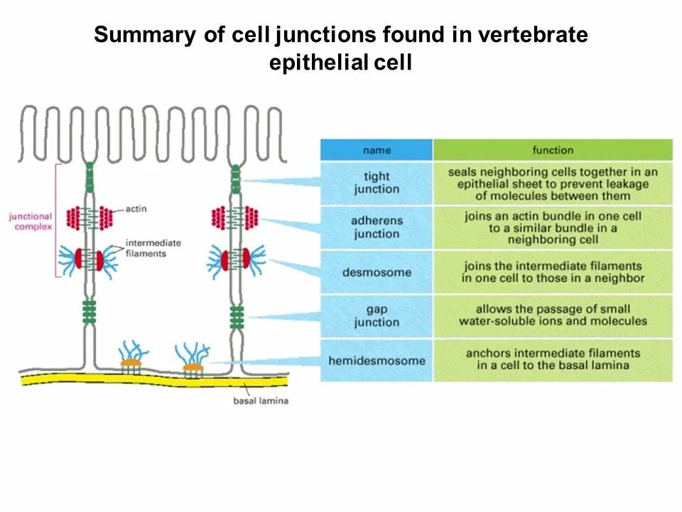 Cell Junctions. Junctional epithelial Cells. Tight Junctions in Cell. Intermediate Filaments.