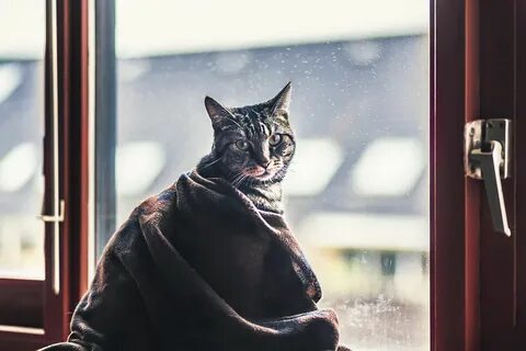 Том за окном