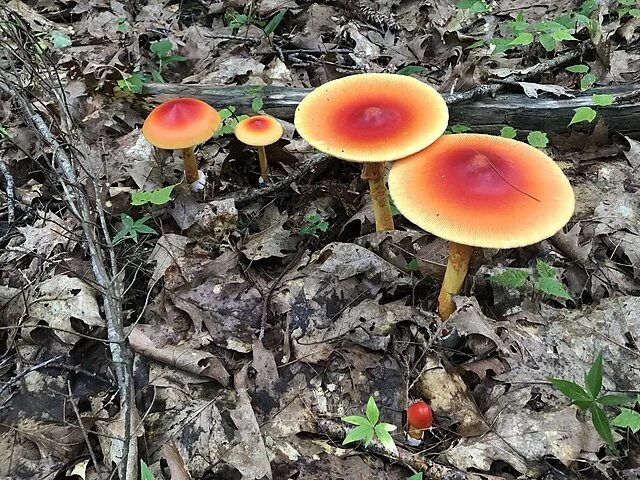 File:Mushrooms from Blathur 11.jpg - Wikimedia Commons