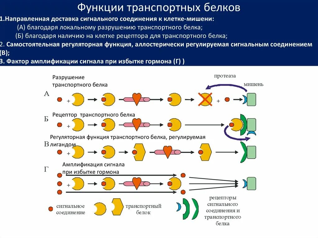 Рецепторная (сигнальная) функция белков. Сигнальные белки функции. Рецепторная функция белка и сигнальная. Сигнальная функция присуща белкам:. В состав входят транспортные белки