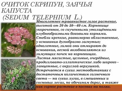 Заячья капуста свойства