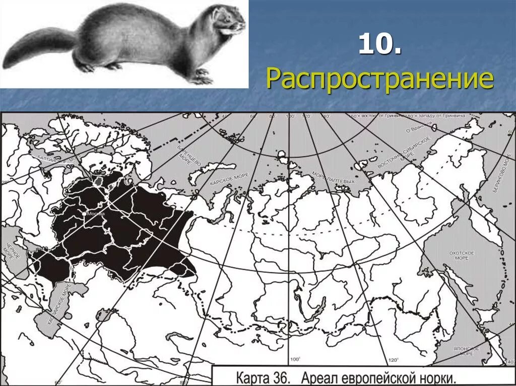 Ареал распространения европейской норки. Европейская норка ареал обитания. Ареал обитания норки европейской кавказской. Амурский лемминг ареал.