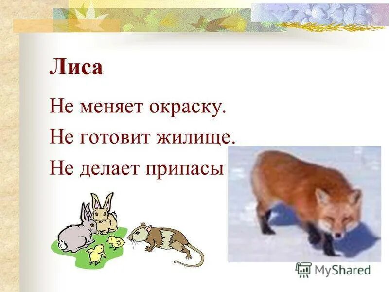 Лиса меняет цвет. Лиса меняет окраску. лисы меняют окрас. каклтса делает себе жилище ?. лиса когда меняет окрас.