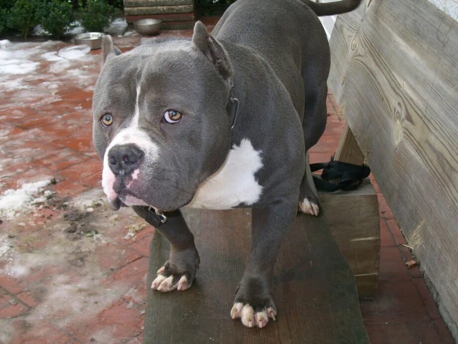 American Bully Hadouken - YouTube