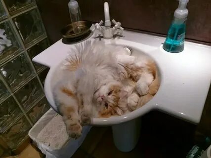 Сон кот писает