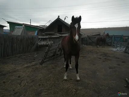 Продам лошадь в ингушетии