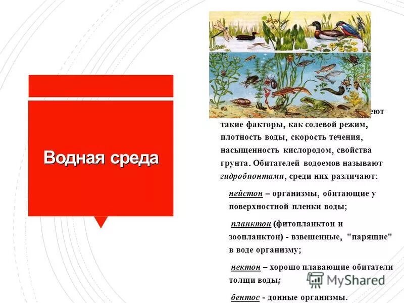 Световой режим и прозрачность воды. Экологический фактор водной среды. Газовый режим водной среды. Экологический фактор водной среды. Вода - важнейший экологический фактор.
