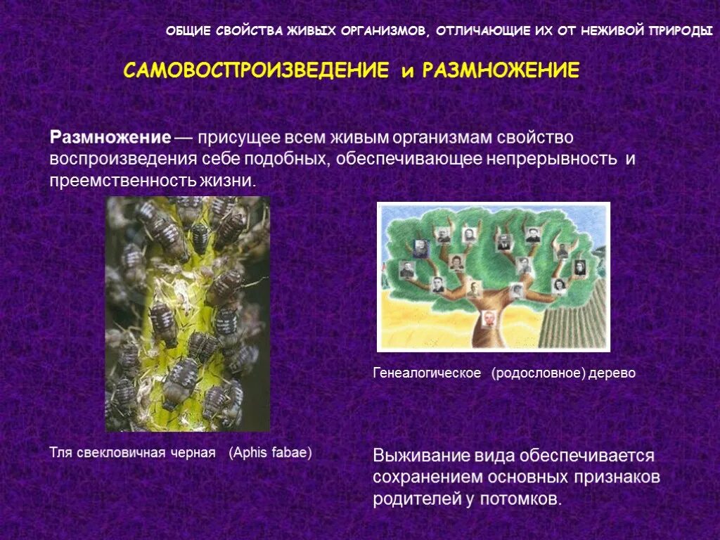 Свойства отличающие живые организмы от неживых. Общие свойства живых организмов. общее свойство живых и неживых организмов. общие свойства всех живых организмов. всеобщие свойства живых организмов.