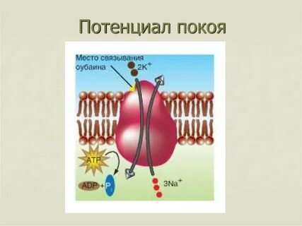 Потенциал 14