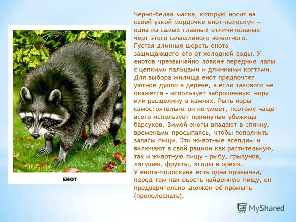 енотик полоскун аккорды. интересные факты о енотах. глад валакас я енотик полоскун. енот-полоскун. енотик полоскун аккорды.