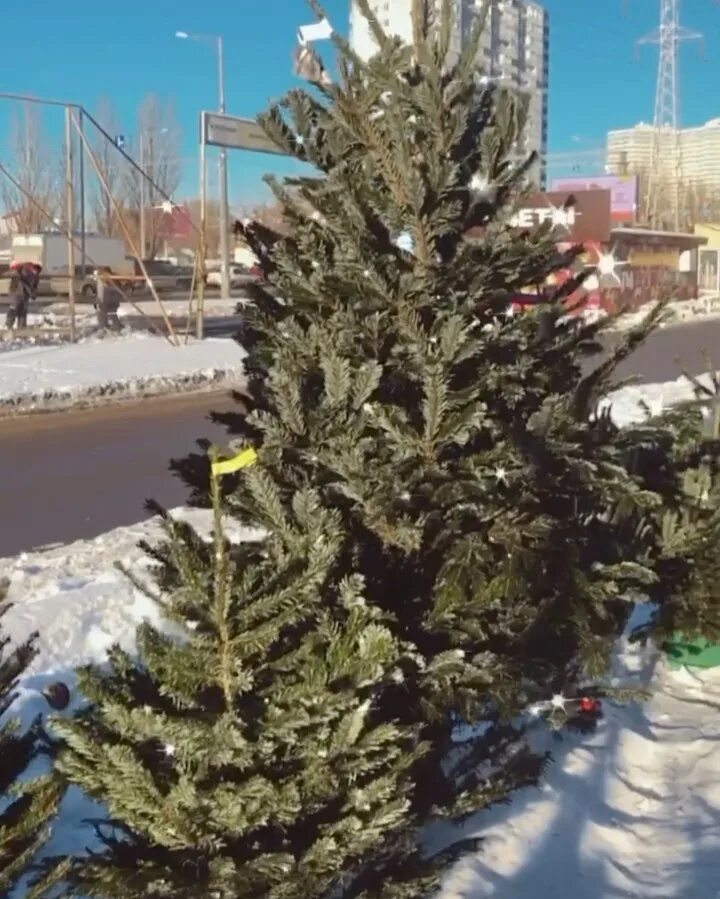 где продают елки в самаре