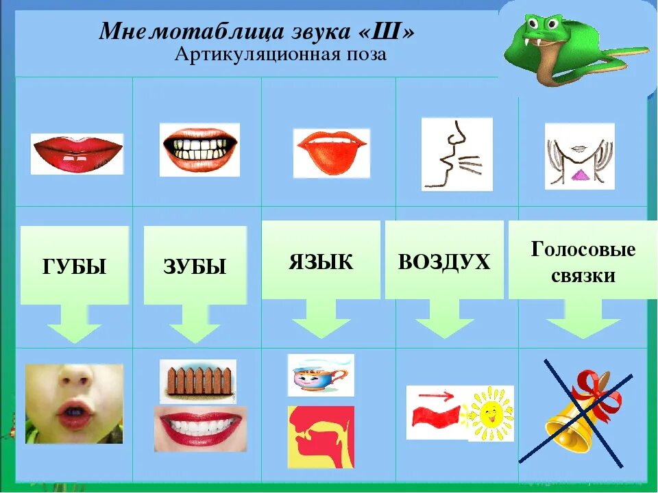 Постановка ш ж. Акустико артикуляционная характеристика звука л. Артикуляционная гимнастика по постановки звука ш. Артикуляционная схема звука ш. Артикуляция звука ш для детей.