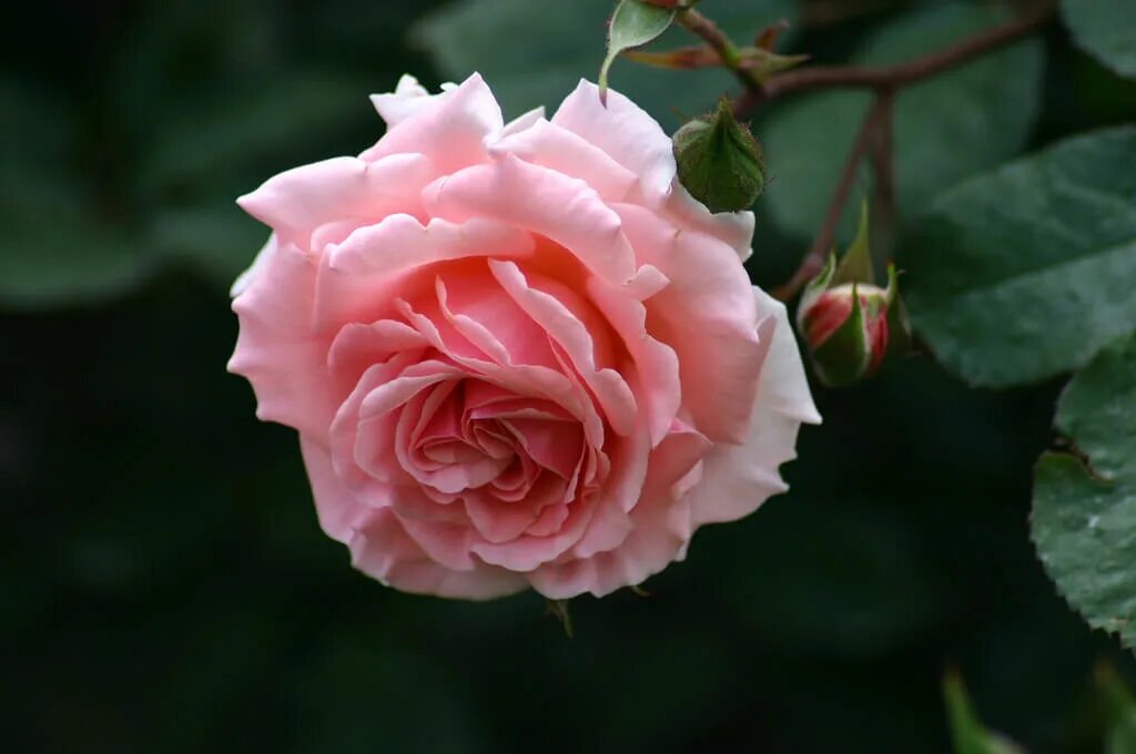 роза дрим уивер. дрим уивер роза плетистая. роза сорт дрим уивер. роза дрим уивер. дрим уивер энциклопедия.