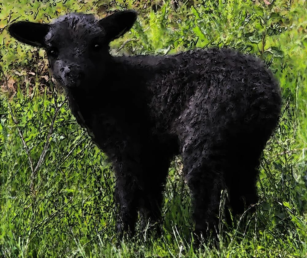 черный барашек. черный ягненочек. черный барашек. черный ягненок. черный барашек.