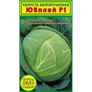 Сорт капусты юбилей