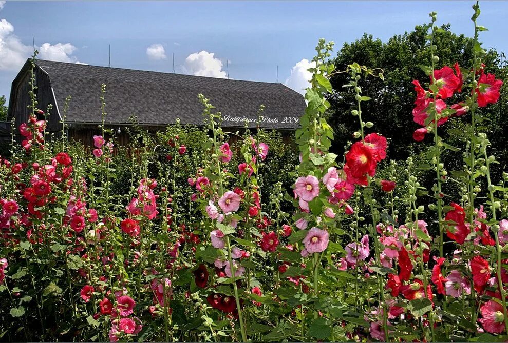 Цветки мальвы. Мальва мавритана. Мальва шток роза в саду. Цветки мальвы. Мальва многолетняя шток роза.