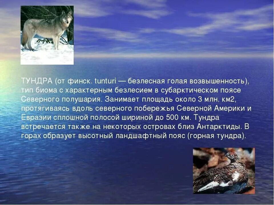 Интересное о тундре. Тундра презентация. Доклад о тундре. Тундра презентация 4 класс. Сообщение о тундре.