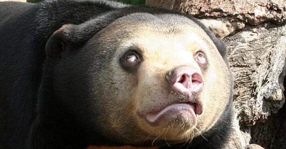 умсивеннн отсиалые дивотные. медведь с синдромом дауна. малайский медведь. медведь даун. животные с синдромом дауна.