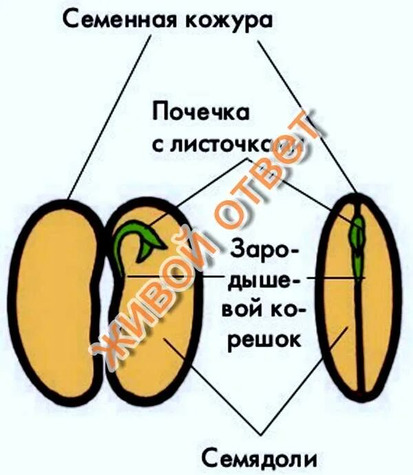 Семя состоит из семенной. Строение семени тыквы. Подсолнечник семядоли. Семядоли тыквы. Строение семени огурца.