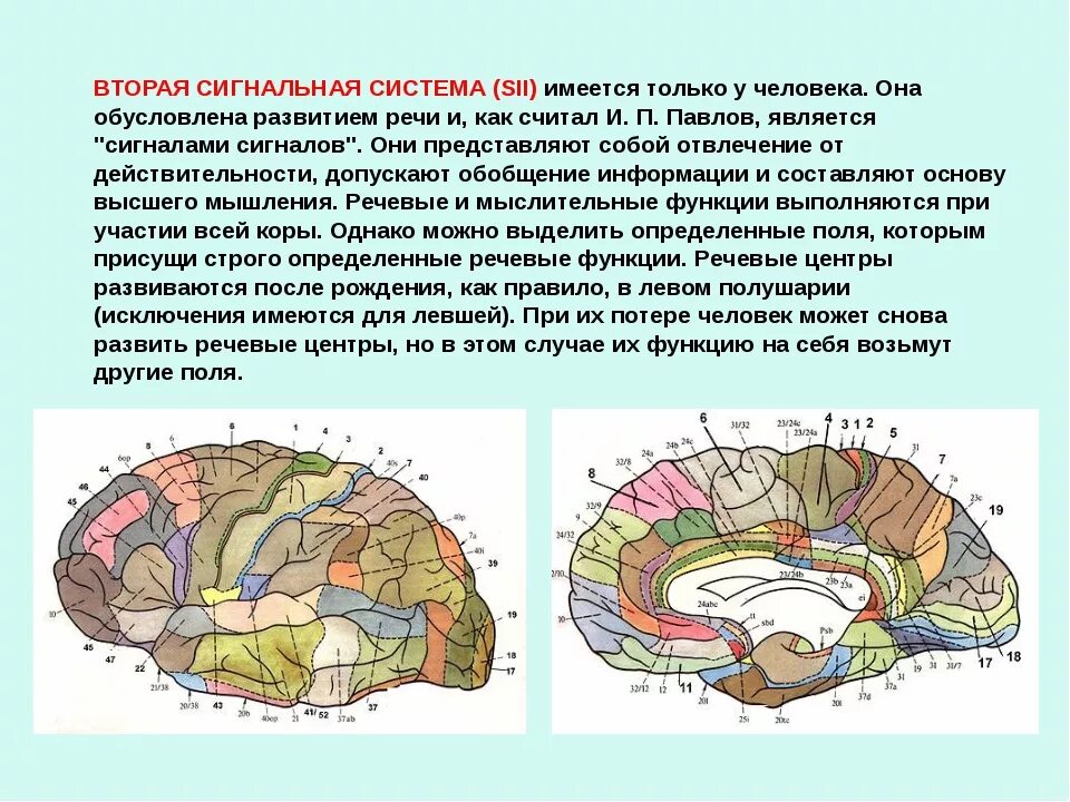 Сигнальная система головного мозга. Первая и вторая сигнальные системы действительности. Сигнальные системы человека Павлов. Головного мозга вторая сигнальная система. Павлов первая и вторая сигнальные системы.