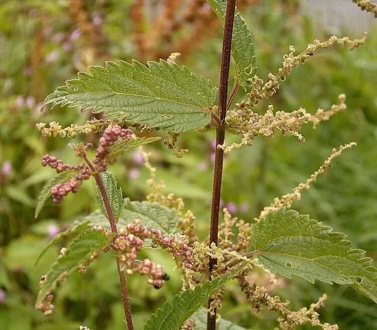 Крапива соцветие. Крапива двудомная. крапива (urtica dioica). сорные крапива. соцветие крапивы двудомной.