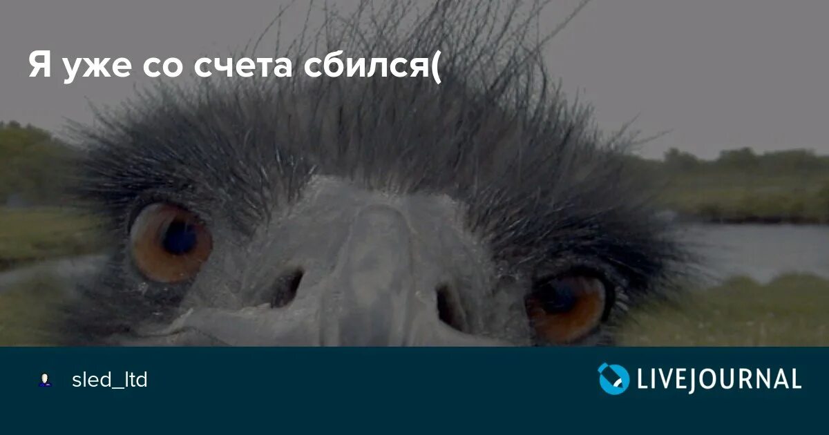 Сбился со счета. Сбилась по счету. Честно я сбилась со счёта. Сбился со счета Мем.