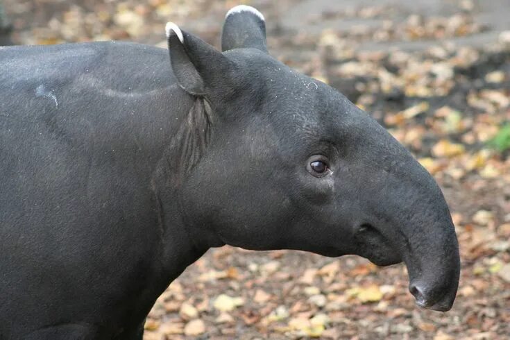 Кто такой тапир фото Brazilian Tapir Dartmoor Zoo