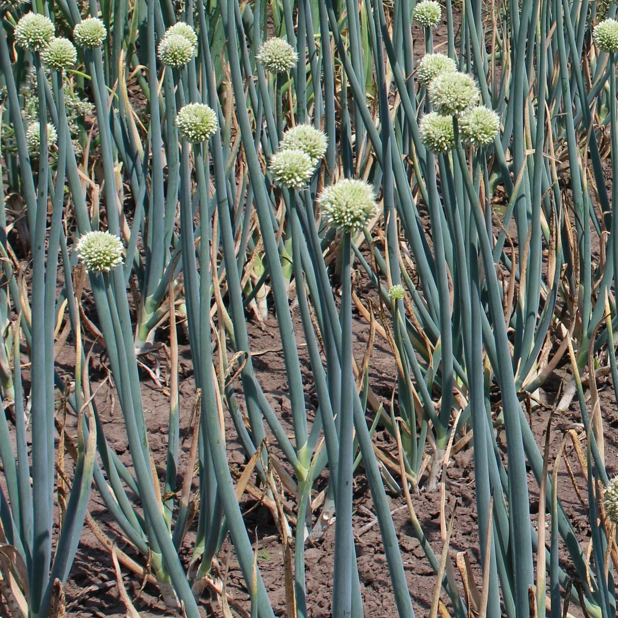Лук батун апрельский. Батун слизун. Лук слизун батун. Батун слизун. Луки батуны.
