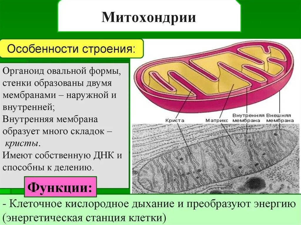 Строение митохондрии. Особенности строения митохондрии. Структуры клетки строение функции митохондрии. Митохондрия функция органоида. Митохондрии строение и функции.