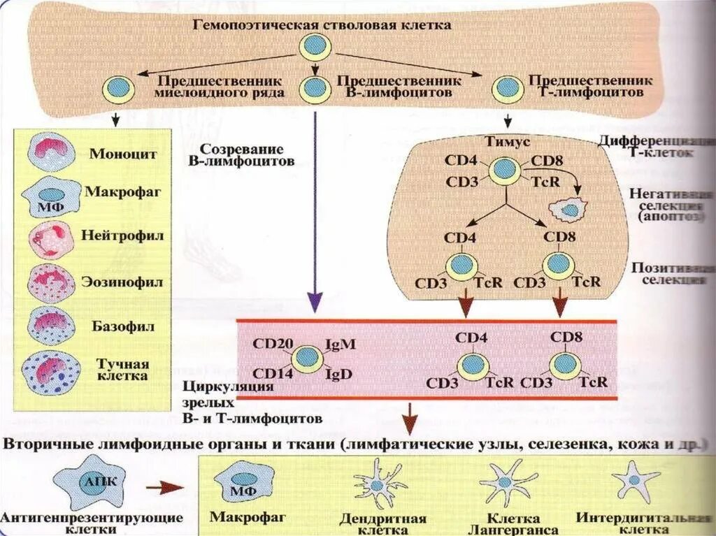 Система макрофагов. Образование лимфоцитов схема. Т-лимфоциты иммунной системы. Схема дифференцировки т и в лимфоцитов. Этапы дифференцировки т лимфоцитов.