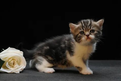 Котята манчкин