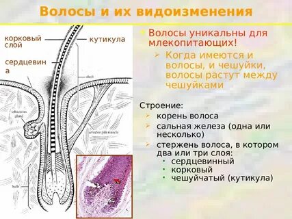 Наличие волосяного покрова у млекопитающих