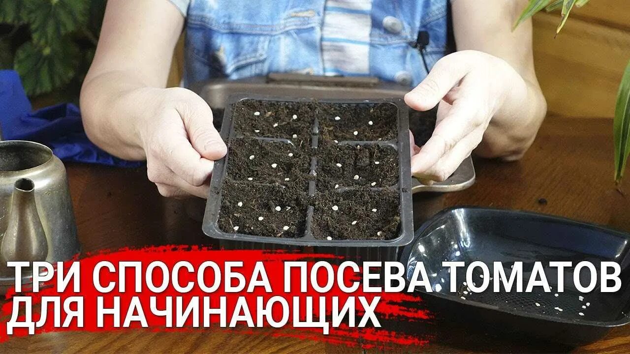 Посев томатов на рассаду без замачивания. Посев томатов на рассаду без замачивания