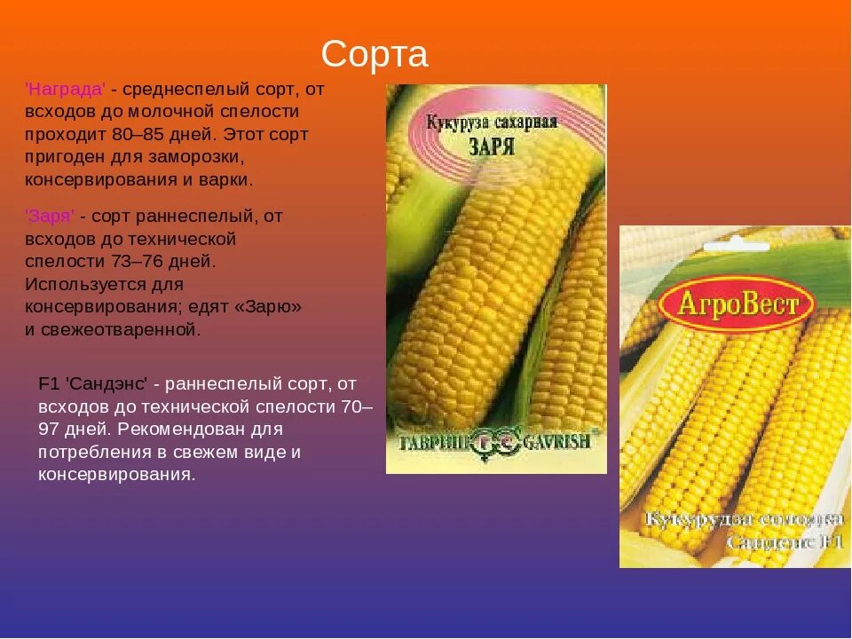 Кукуруза доклад 3 класс. Кукуруза культурное растение. Сорта кукурузы. Районированные сорта кукурузы. Кукуруза описание.