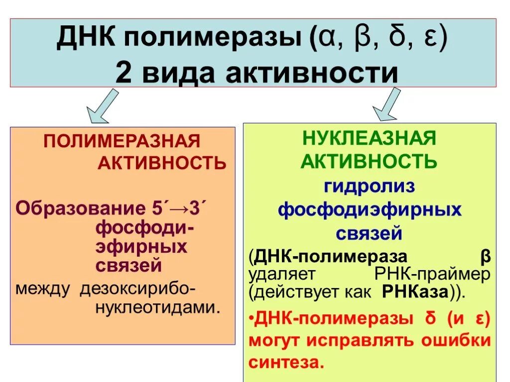 Днк полимеразы таблица