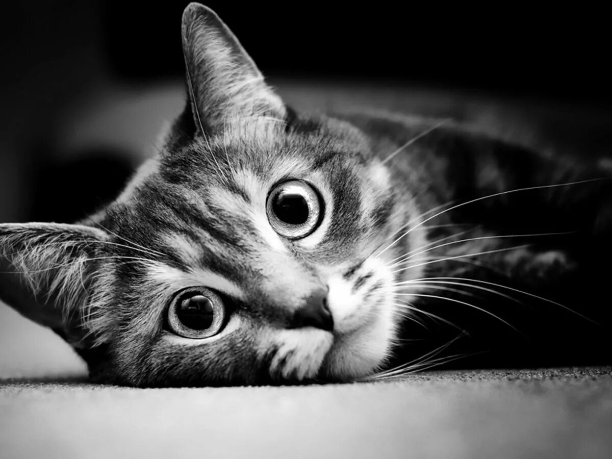 Тигр черно белый. Черно белый снимок. Ч б изображение. Чёрно-белые картинки. Чб картинки.