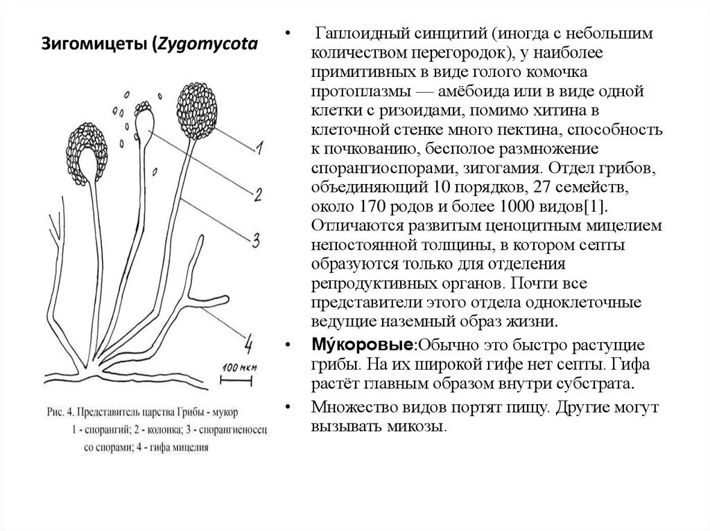 Каково значение мукора в жизни человека. Строение мицелия зигомицетов. Зигомицеты конидии. Отдел Зигомицеты грибы представители. Отдел Зигомицеты строение.