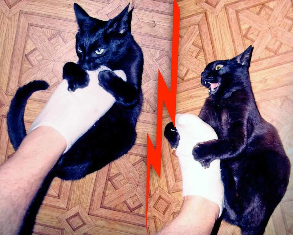 Кот кидается на людей. Котенок на руках. кошка вцепилась в руку.