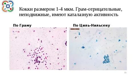 Грам кокки