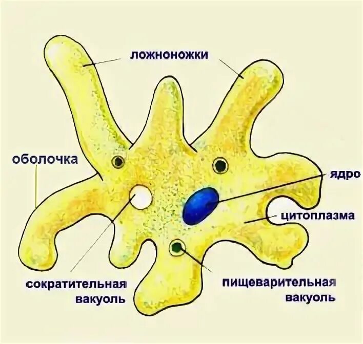 5 класс Жаратылыстану Тақырыбы: Жердегі тіршілік - YouTube