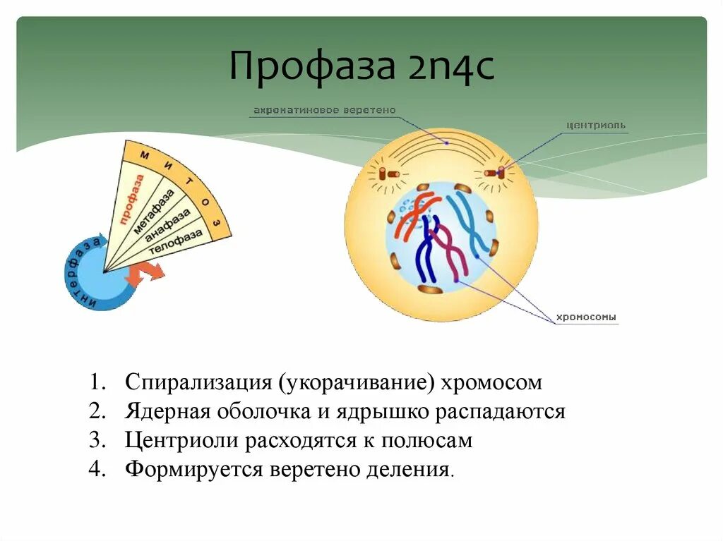 В профазе происходит спирализация хромосом. Профаза Веретено деления. Профаза 2. Профаза митоза. Профаза спирализация хромосом.