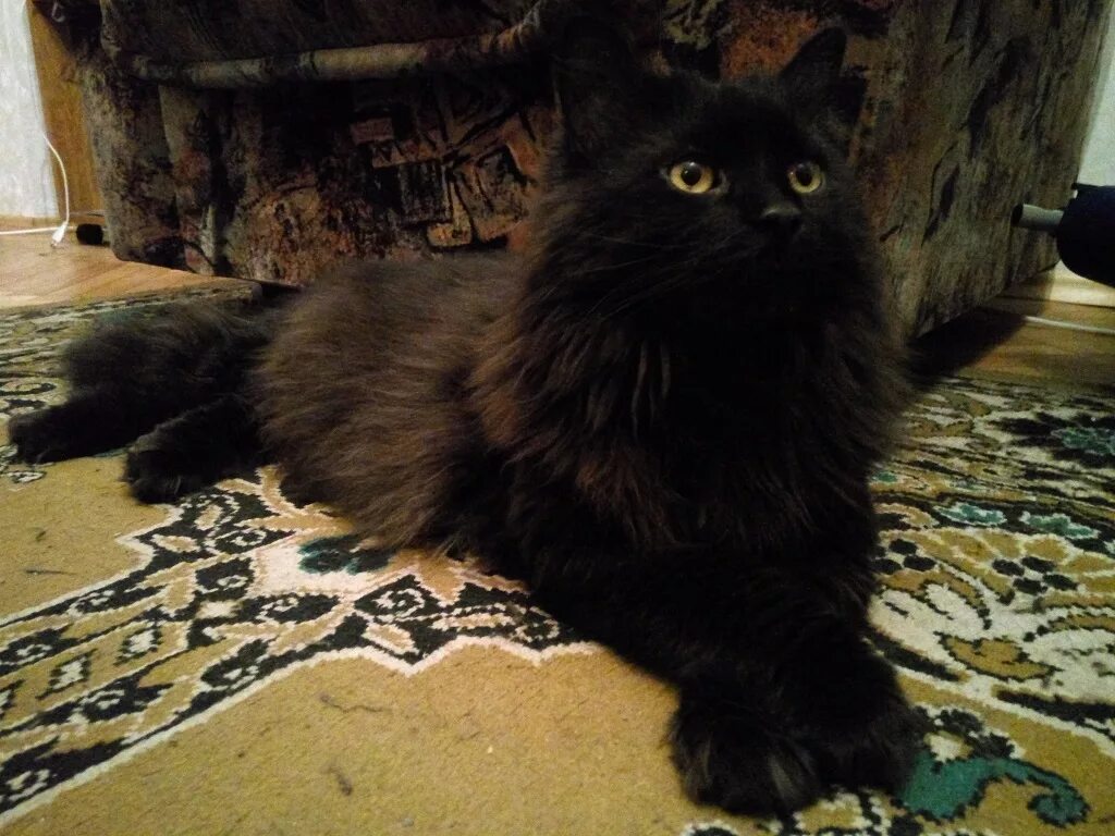 кот баюн какая порода. кот баюн какая порода. кот баюн какая порода. фото кота баюна. кот баюн порода.