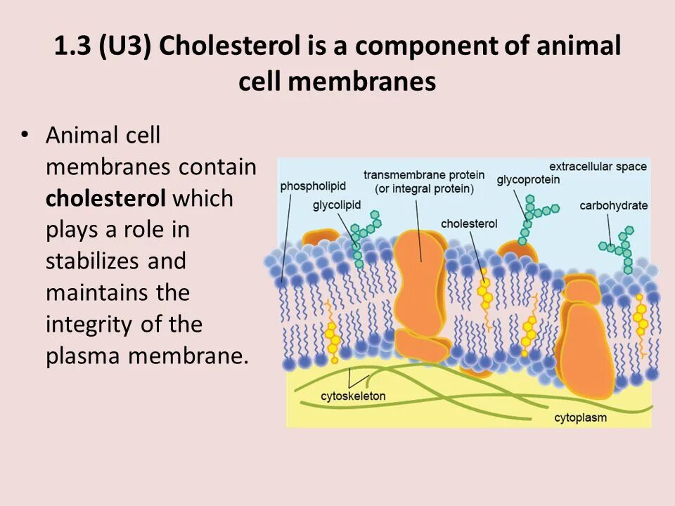 Cell contains. Cholesterol in Cell membrane. Холестерол в МЕМБРАНЕМЕМБРАНА клетки. Холестерин в мембране клетки. Membrane extracellular Space.