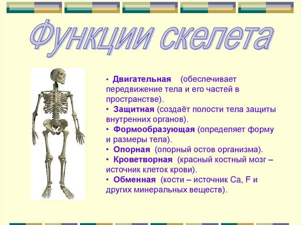 Опорно двигательная система какие функции. Опорно двигательная система скелет человека анатомия. Биология 8 класс тема кости скелета. Кости скелета строение скелета 8 класс биология. Биология 8 класс строение скелета тема.