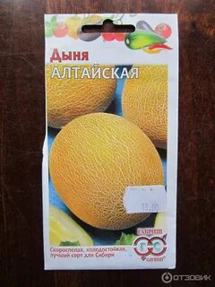 Дыня алтайская описание отзывы